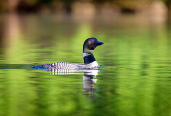Common Loon female and male. This shot was taken on lac Creux northern Quebec Canada. Here you can see the incredible feather pattern these birds possess.