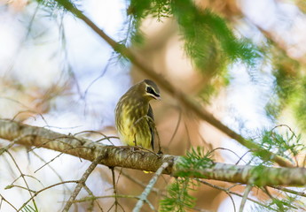 The yellow band on the end of the tail is narrower in juveniles than in adults, and juveniles lack the red, waxy wing tips. Juvenile cedar waxwings have little or no black around the eyes or throat 