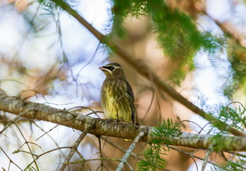 The yellow band on the end of the tail is narrower in juveniles than in adults, and juveniles lack the red, waxy wing tips. Juvenile cedar waxwings have little or no black around the eyes or throat 