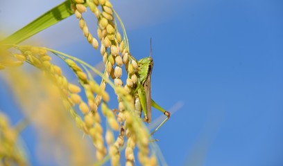 秋晴れの稲穂と秋の虫
