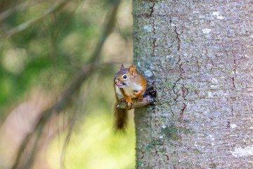 Red Squirrel in a Boreal forest in northern Quebec. The red squirrel or Eurasian red squirrel is a species of tree squirrel. The red squirrel is an arboreal, omnivorous rodent. 