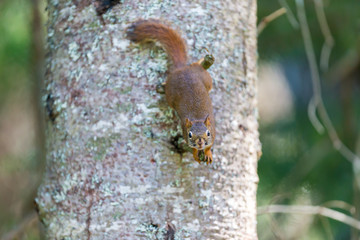 Red Squirrel in a Boreal forest in northern Quebec. The red squirrel or Eurasian red squirrel is a species of tree squirrel. The red squirrel is an arboreal, omnivorous rodent. 