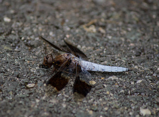 dragonfly eating fly, macro, up close, summer
