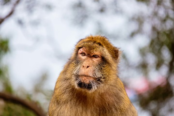 The Barbary macaque population in Gibraltar is the only wild monkey population in the European continent. Some three hundred animals in five troops occupy the area of the Upper Rock of Gibraltar.