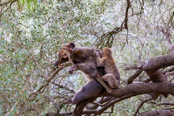 The Barbary macaque population in Gibraltar is the only wild monkey population in the European continent. Some three hundred animals in five troops occupy the area of the Upper Rock of Gibraltar.