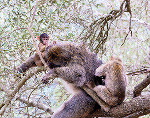 The Barbary macaque population in Gibraltar is the only wild monkey population in the European continent. Some three hundred animals in five troops occupy the area of the Upper Rock of Gibraltar.