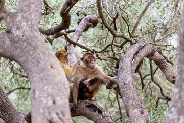 The Barbary macaque population in Gibraltar is the only wild monkey population in the European continent. Some three hundred animals in five troops occupy the area of the Upper Rock of Gibraltar.