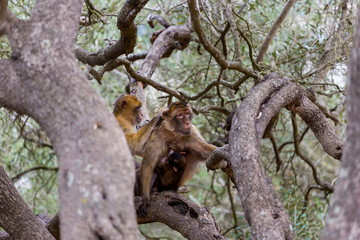 The Barbary macaque population in Gibraltar is the only wild monkey population in the European continent. Some three hundred animals in five troops occupy the area of the Upper Rock of Gibraltar.