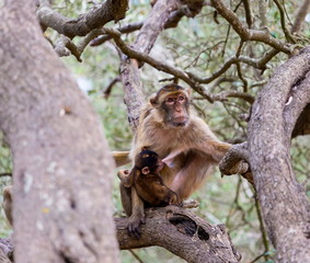 The Barbary macaque population in Gibraltar is the only wild monkey population in the European continent. Some three hundred animals in five troops occupy the area of the Upper Rock of Gibraltar.