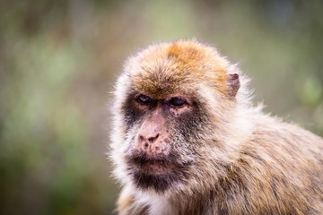 The Barbary macaque population in Gibraltar is the only wild monkey population in the European continent. Some three hundred animals in five troops occupy the area of the Upper Rock of Gibraltar.