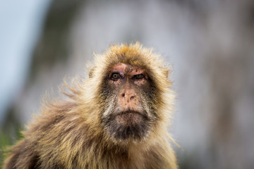 The Barbary macaque population in Gibraltar is the only wild monkey population in the European continent. Some three hundred animals in five troops occupy the area of the Upper Rock of Gibraltar.