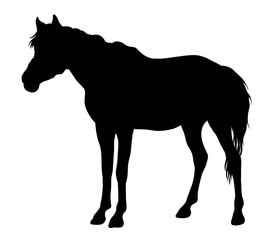 Horse Silhouette, art vector design