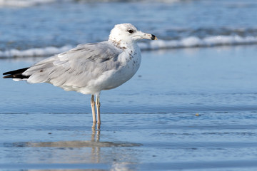 Lone seagull standing in the shallow ocean water on the beach with surf in the background