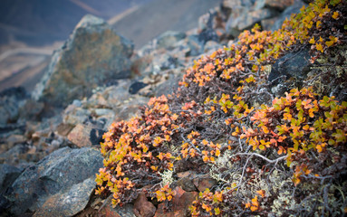 Yellow plant in Arctic mountains