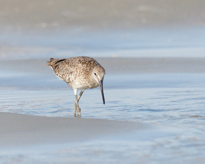 Spotted Sandpiper wading in the shallow ocean water, searching for food