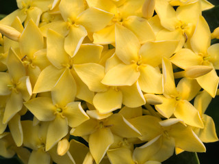 Yellow Ixora Flowers Blooming
