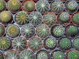Little Cactus in Flowerpot