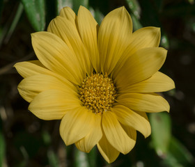 Gazania