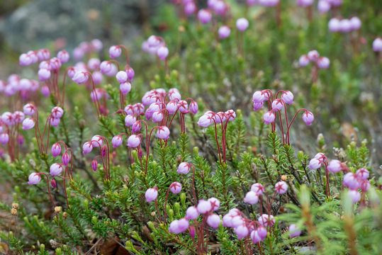 crowberry flowers 