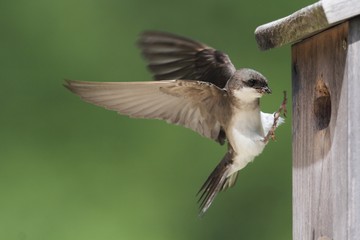 Tree Swallow (tachycineta bicolor) bringing food to the nest