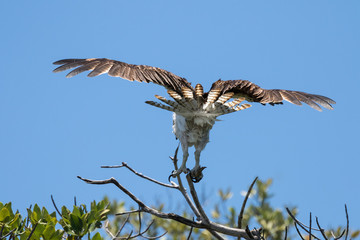 Osprey Flying, J.N. ''Ding'' Darling National Wildlife Refuge, S
