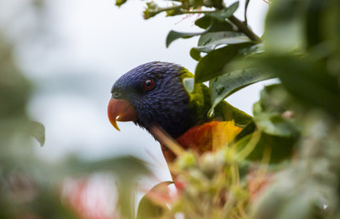 Rainbow Lorikeet 4