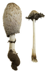 Shaggy ink cap, Coprinus comatus isolated on white background 
