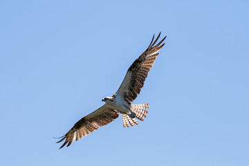 Osprey Flying, J.N. ''Ding'' Darling National Wildlife Refuge, S