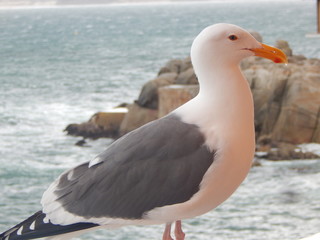 Seagull
