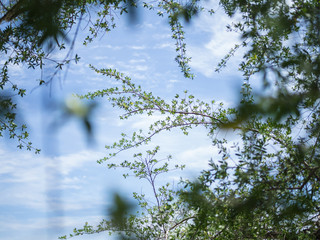 Branch of tree in focus with blurry leaves in foreground