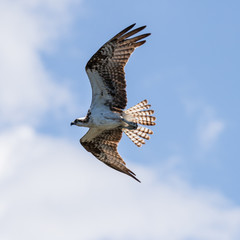 Osprey Flying, J.N. ''Ding'' Darling National Wildlife Refuge, S
