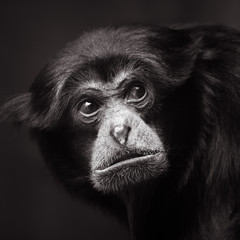 Siamang