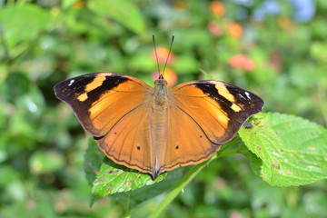 Wild Brown Butterfly