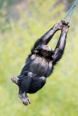 Swinging Chimp III