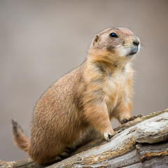 Prairie Dog