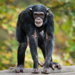 Chimpanzee XII