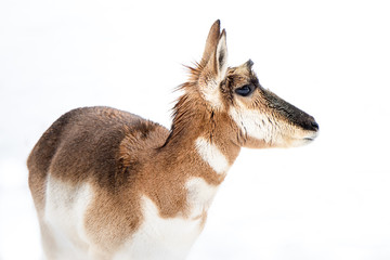 Pronghorn in Snow III