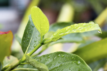 water drop on green leaf, green leaf from treetop from natural