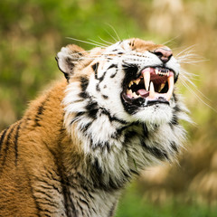 Amur Tiger V