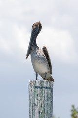 Brown Pelican, J.N. ''Ding'' Darling National Wildlife Refuge, S