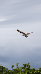 Osprey Flying with Fish, J.N. ''Ding'' Darling National Wildlife