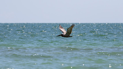Brown Pelican Flying, J.N. ''Ding'' Darling National Wildlife Re
