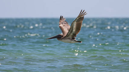 Brown Pelican Flying, J.N. ''Ding'' Darling National Wildlife Re