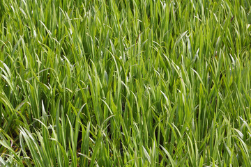 Marsh grass sedge, natural background