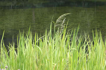 Marsh grass sedge, natural background