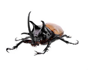 Yellow five-horned beetle