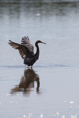 Reddish Egret Foraging, J.N. ''Ding'' Darling National Wildlife