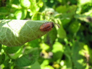 Larva of the Colorado potato beetle