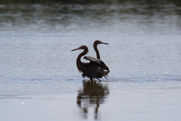 Reddish Egrets, J.N. ''Ding'' Darling National Wildlife Refuge,