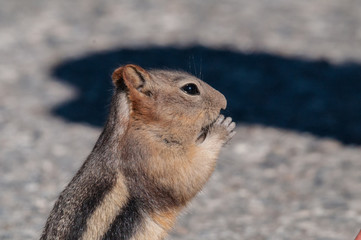 Canadian Red-tailed chipmunk in Columbia Valley, British Columbi